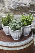 Rosemary, mint and sage in flowerpots