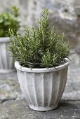 Rosemary in flowerpot