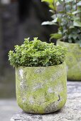 Marjoram in a stone pot