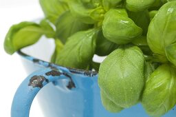 Freshly washed basil in a colander