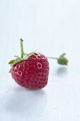One strawberry with a stem
