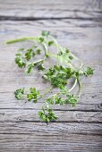 Fresh chervil on wooden background