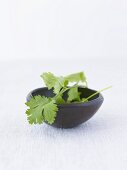 Fresh coriander leaves in a bowl