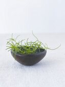 Fresh rosemary in a bowl