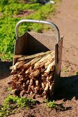 Frisch geernteter Spargel im Behälter auf dem Feld