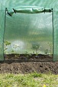 Tomato plants in a tomato greenhouse