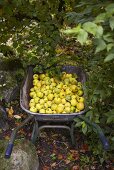 Wheel barrow with freshly picked quinces