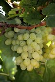 Vine with Sultana grapes (Swartland, Western Cape, SA)