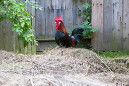 A proud cockerel on a pile of hay