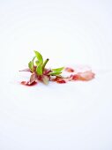 The stem and the leaves of a strawberry