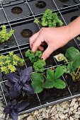 Young plants being placed in a potting tray
