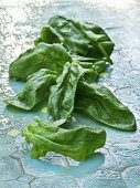 Water drops on fresh spinach leaves