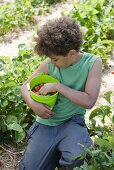 A little boy holding a bucket of strawberries in a strawberry field