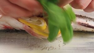 Bass being stuffed with basil