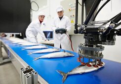 Mackerel being automatically classified by robot