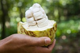 Mexikaner hält Kakaofrucht