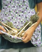 Woman holding freshly harvested garlic in her apron