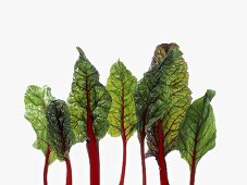 Red Chard Leaves