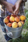Man Holding Bucket of Freshly Picked Organic Elberta Peaches