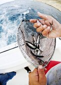 Sardines in Net; Deep Sea Fishing Boat