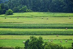 Bails of Hay in Field in Pennsylvania 