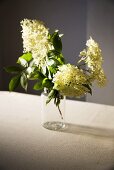 Elderflower in a Vase