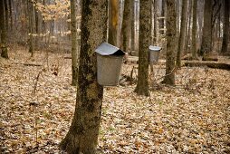 Maple Grove with Buckets on Trees; Ohio 