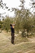 Man Harvesting Olives in Tuscany