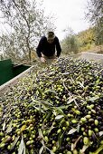 Mann sortiert Oliven bei der Olivenernte