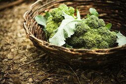 Fresh Picked Broccoli in a Basket; Outdoors