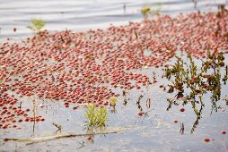 Cranberrypflanzen im Moor