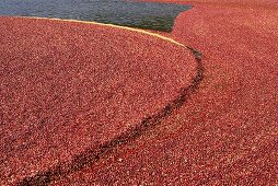 Cranberrypflanzen im Moor
