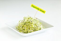 Organic Onion Sprouts on a Dish with Sign