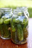 Jars of Fresh Canned Pickles with Dill and Garlic; No Lids
