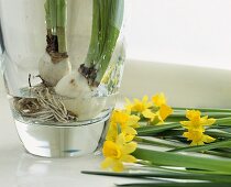 Bulbs in a glass vase with daffodils lying alongside