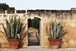 Stately agave plants in pots in front of an old stone wall next to an open garden gate