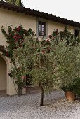 Olive trees on a gravel patio in front of Mediterranean villa and climbing roses on the facade