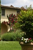 Mediterranean garden and a house with an rose covered arcade