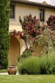 The arcade of a villa covered with red, climbing roses and rosemary bushes in the garden