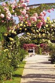 Summer has arrived in a blooming rose garden with trellises