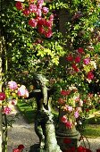 Stone statue under a blooming rose bush