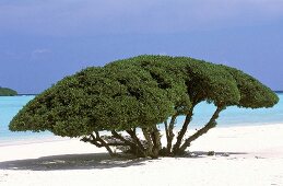 Blick über einen ausladenden Baum auf das Meer, mächtige Baumkrone bietet Schatten am Sandstrand