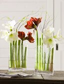 Red and white amaryllis in a glass vase