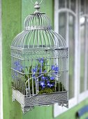 An antique, light grey bird cage decorated with star hyacinths and moss