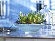 Spring feeling - grape hyacinths in a bowl