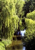 Weeping willows on the banks of a river