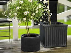 Daisy in a black cylindrical pot next to a square plant pot