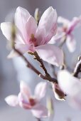 Pink magnolia blossom