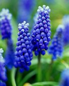 Grape hyacinths