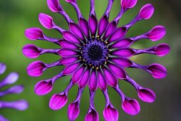 An African Daisy